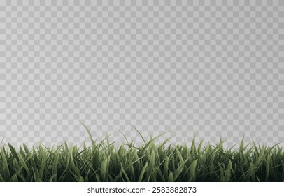 Vector grass, lawn. Grasses png, lawn png. Young green grass. Grass border, vector illustration