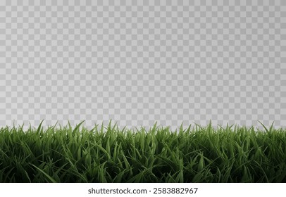 Vector grass, lawn. Grasses png, lawn png. Young green grass. Grass border, vector illustration