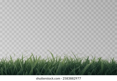 Vector grass, lawn. Grasses png, lawn png. Young green grass. Grass border, vector illustration