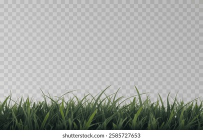 Vector grass, lawn. Grasses png, lawn png. Young green grass. Grass border, vector illustration.