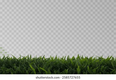 Vector grass, lawn. Grasses png, lawn png. Young green grass. Grass border, vector illustration.