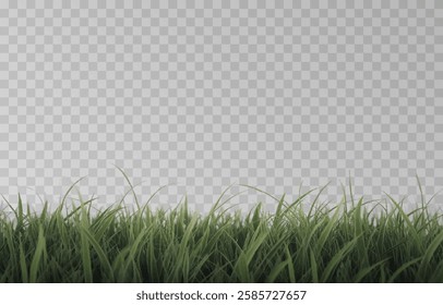 Vector grass, lawn. Grasses png, lawn png. Young green grass. Grass border, vector illustration.