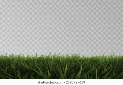 Vector grass, lawn. Grasses png, lawn png. Young green grass. Grass border, vector illustration.