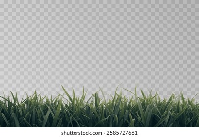 Vector grass, lawn. Grasses png, lawn png. Young green grass. Grass border, vector illustration.