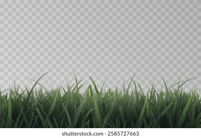 Vector grass, lawn. Grasses png, lawn png. Young green grass. Grass border, vector illustration.