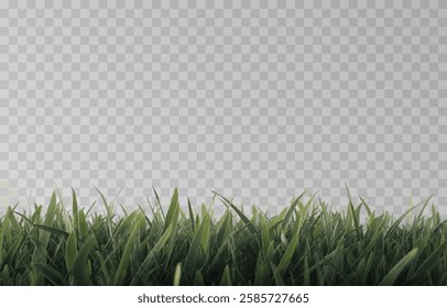 Vector grass, lawn. Grasses png, lawn png. Young green grass. Grass border, vector illustration.