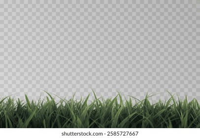 Vector grass, lawn. Grasses png, lawn png. Young green grass. Grass border, vector illustration.