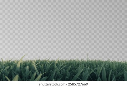 Vector grass, lawn. Grasses png, lawn png. Young green grass. Grass border, vector illustration.