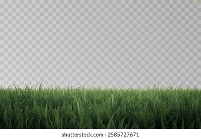 Vector grass, lawn. Grasses png, lawn png. Young green grass. Grass border, vector illustration.