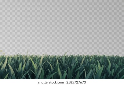 Vector grass, lawn. Grasses png, lawn png. Young green grass. Grass border, vector illustration.