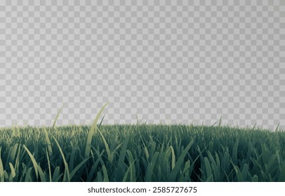 Vector grass, lawn. Grasses png, lawn png. Young green grass. Grass border, vector illustration.