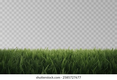 Vector grass, lawn. Grasses png, lawn png. Young green grass. Grass border, vector illustration.