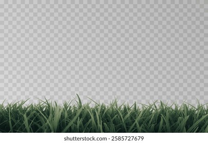 Vector grass, lawn. Grasses png, lawn png. Young green grass. Grass border, vector illustration.