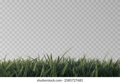 Vector grass, lawn. Grasses png, lawn png. Young green grass. Grass border, vector illustration.