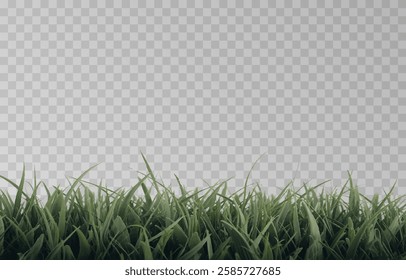 Vector grass, lawn. Grasses png, lawn png. Young green grass. Grass border, vector illustration.