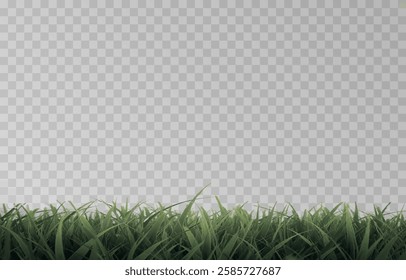 Vector grass, lawn. Grasses png, lawn png. Young green grass. Grass border, vector illustration.