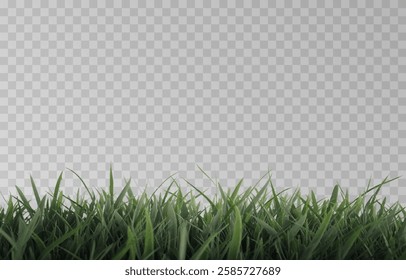 Vector grass, lawn. Grasses png, lawn png. Young green grass. Grass border, vector illustration.