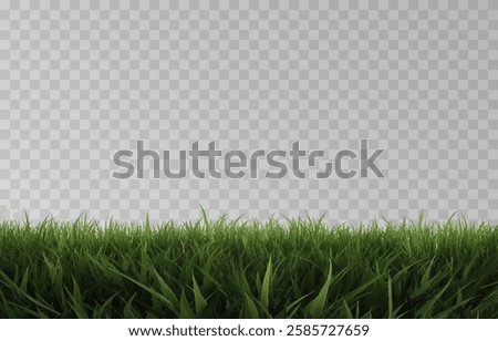Vector grass, lawn. Grasses png, lawn png. Young green grass. Grass border, vector illustration.