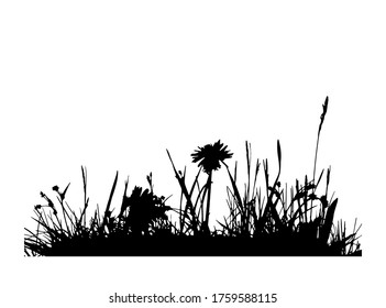 hierba vectorial con flores praderas aisladas en fondo blanco