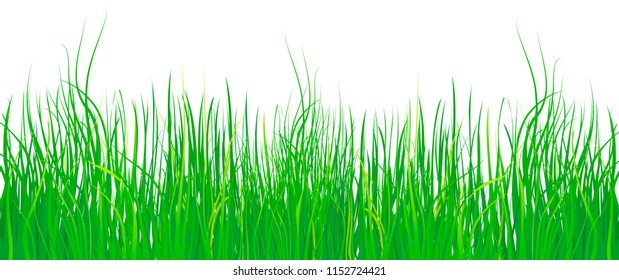 Vector grass on a white background