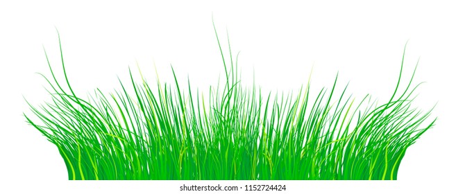 Vector grass on a white background