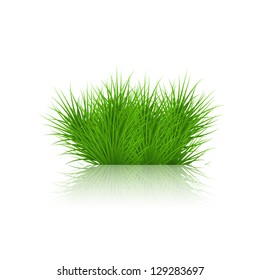 Vector grass on white background. eps10
