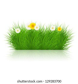 Vector grass on white background. eps10