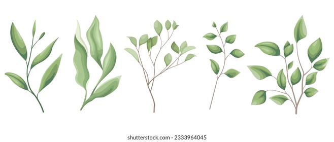 Vector Grass Set. Different eucalyptus sprigs, green plants and leaves on a white background 