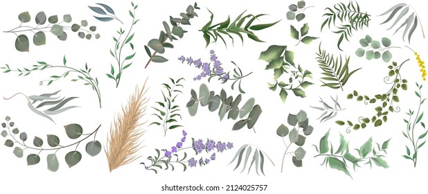 Juego de césped vectorial. Eucalipto, diferentes plantas y hojas, lavanda, madera seca, mimosa. 