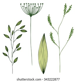 Vector grass set. Illustration with herbs, botanical art
