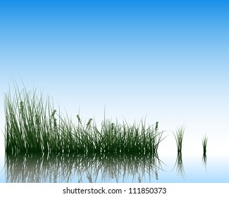 Vector grass silhouettes background with reflection in water. All objects are separated.