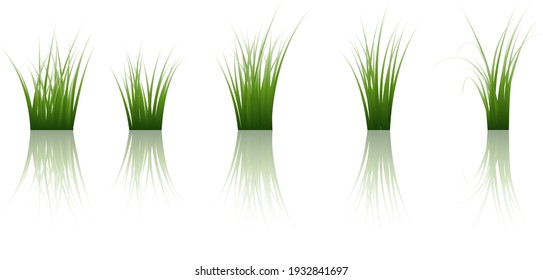 Vector grass silhouettes background with reflection in water. All objects are separated.
