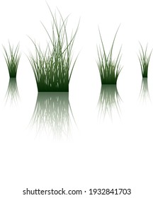 Vector grass silhouettes background with reflection in water. All objects are separated.