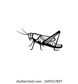 vector grasshopper illustration. grasshopper icon