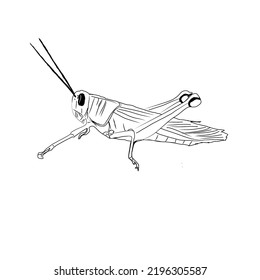 vector grasshopper insect with black lines and white background