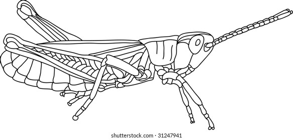 vector - grasshopper isolated on background