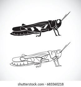 Vector of grasshopper on white background. Insect Animal.