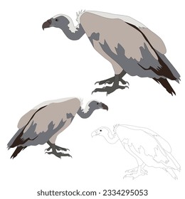 Vector gray mountain vulture, bird of prey on a white background