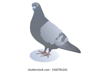Vector gray pigeom bird nature