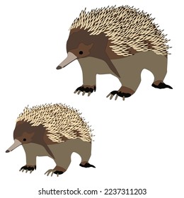 Vector gray spiny echidna stands on a white background