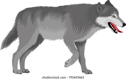 vector gray wolf