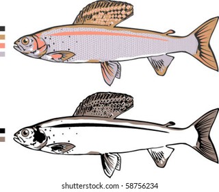 Vector Grayling