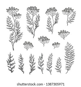 Vector grayscale illustration set of herbs, plants and flowers. Hand drawn graphic sketches for you design
