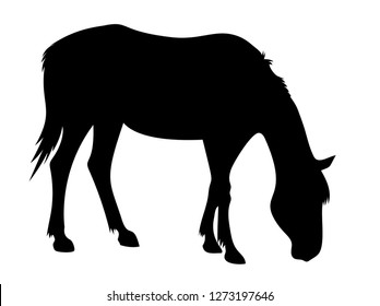 Vector grazing horse silhouette eating grass mustang