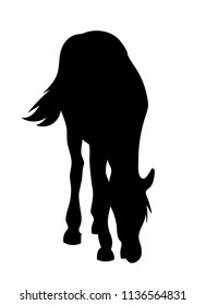 Vector grazing horse silhouette front view