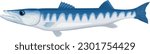 vector great barracuda fish illustration