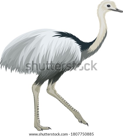 Similar – Image, Stock Photo A Nandu bird Bird Animal