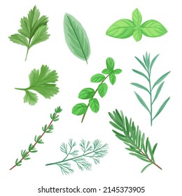 vector green aromatic herbs in watercolour style