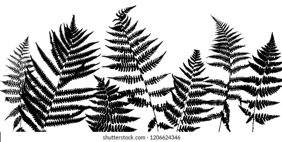 Vector green background with silhouette of fern leaves, botanical illustration, natural floral template