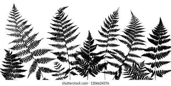 Vector green background with silhouette of fern leaves, botanical illustration, natural floral template